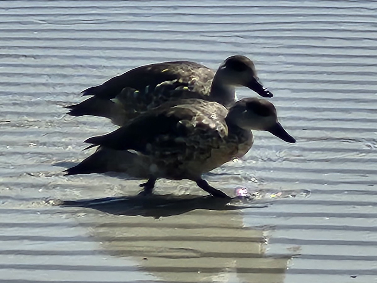 Crested Duck - ML615513708