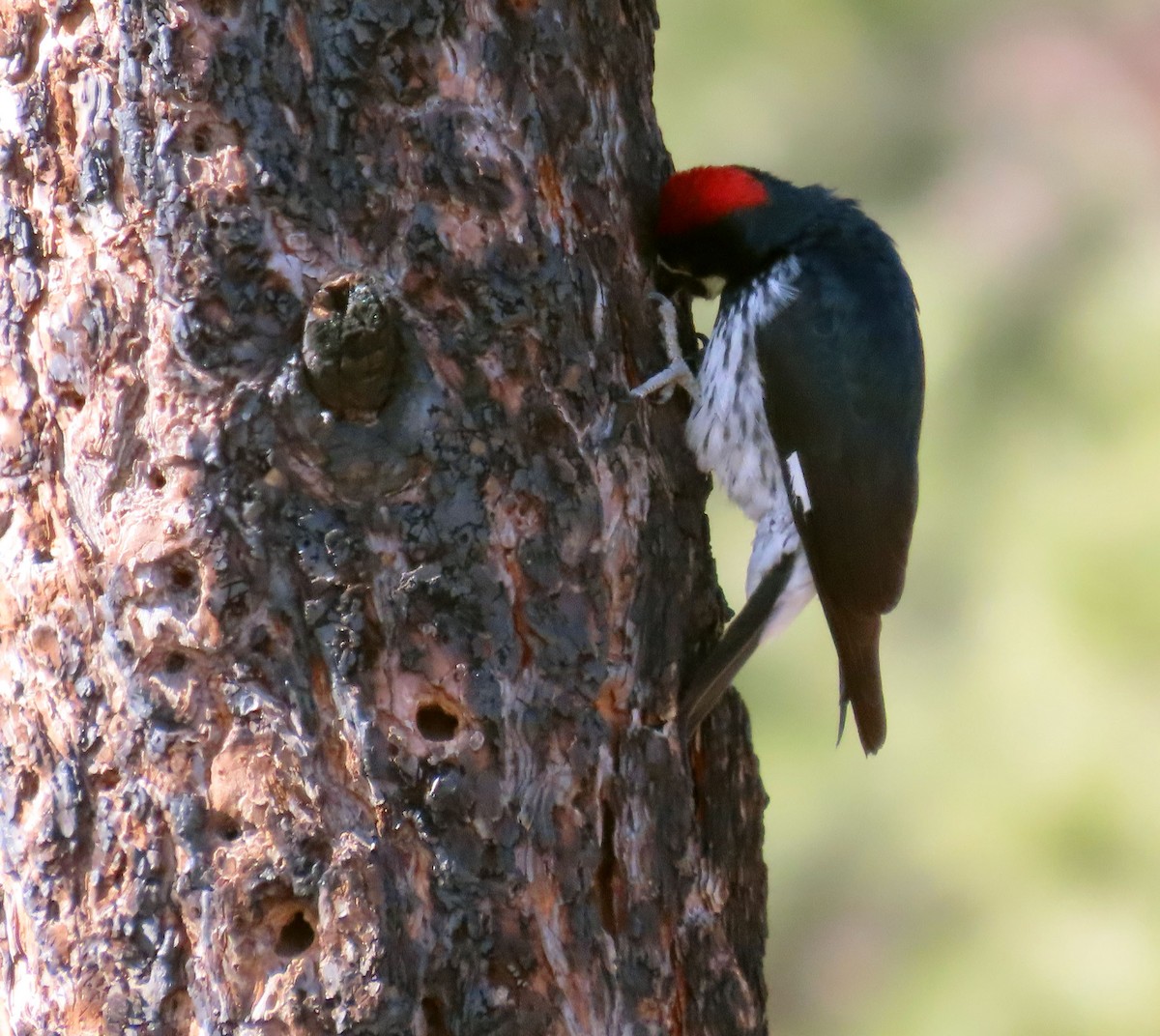 Acorn Woodpecker - ML615513846