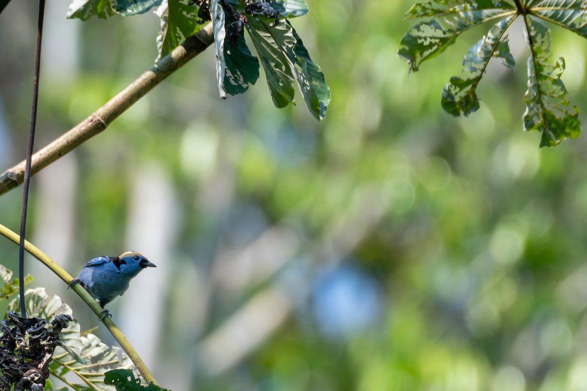 Opal-crowned Tanager - ML615513956
