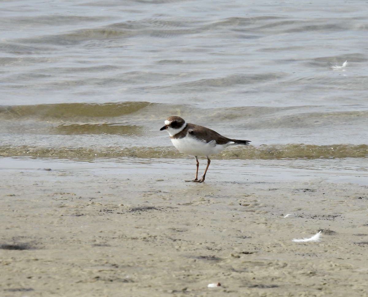 Semipalmated Plover - ML615513976