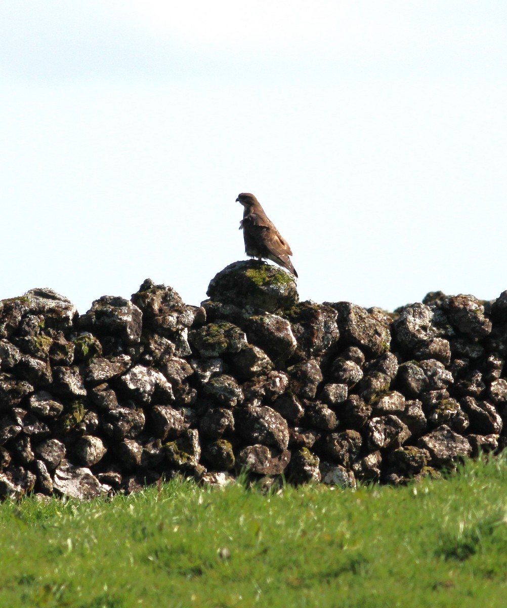Common Buzzard (Azores) - ML615514123