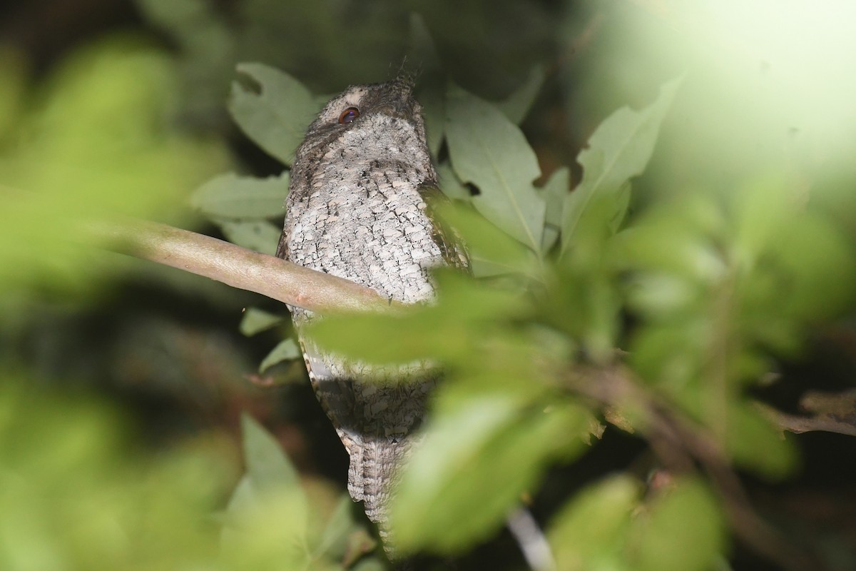 Marbled Frogmouth - ML615514184