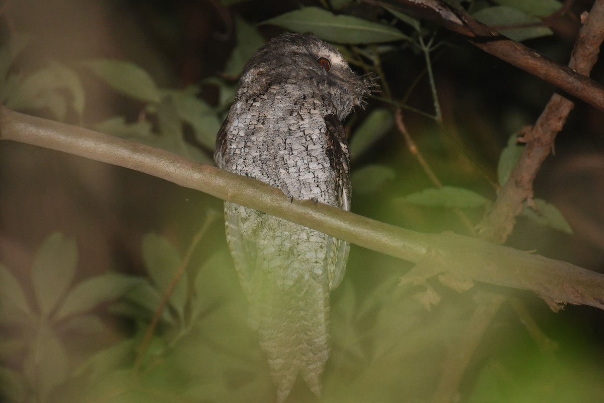 Marbled Frogmouth - ML615514185
