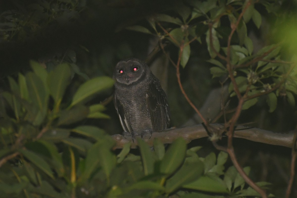Sooty Owl (Greater) - ML615514188
