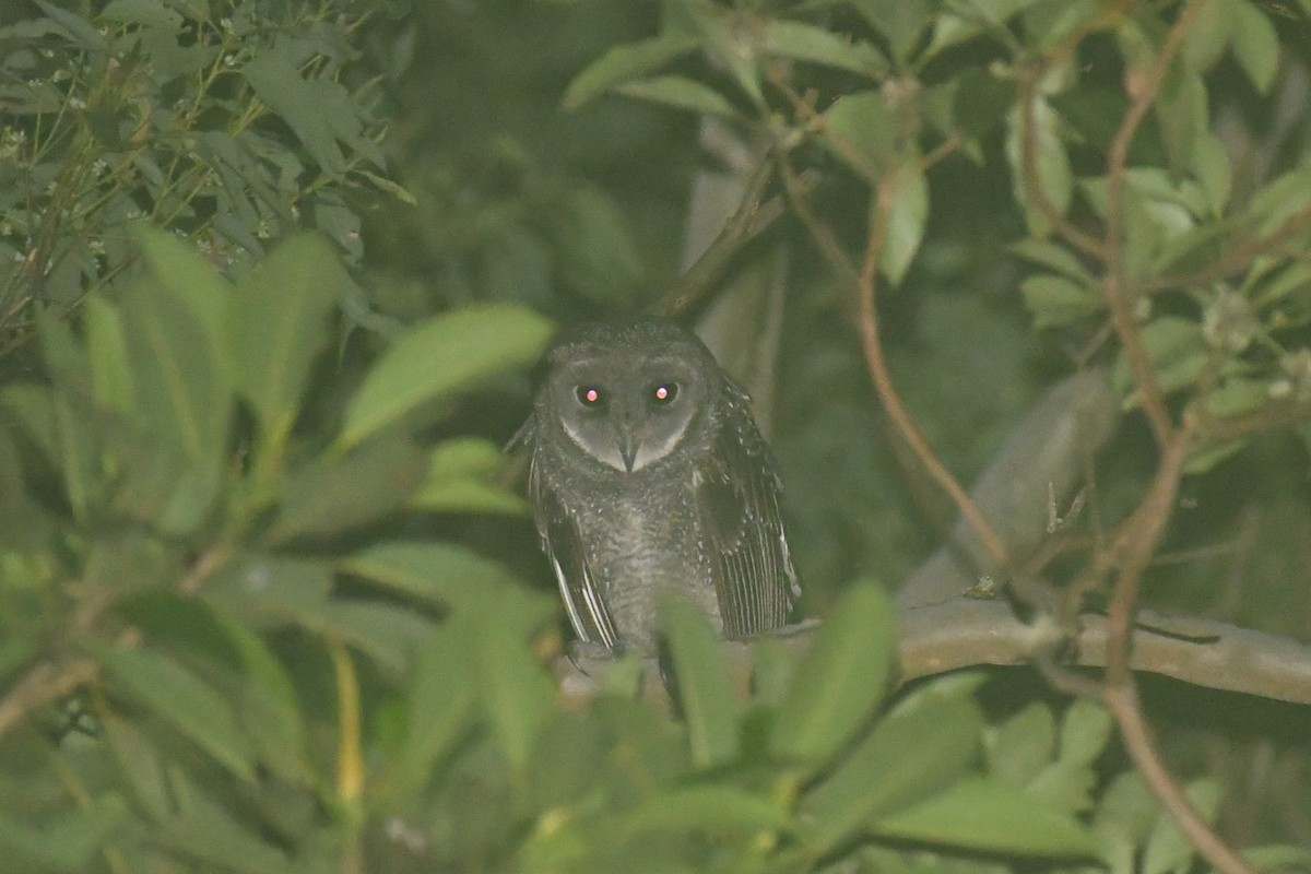 Sooty Owl (Greater) - ML615514189