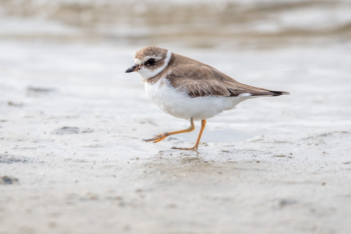 Semipalmated Plover - ML615514221