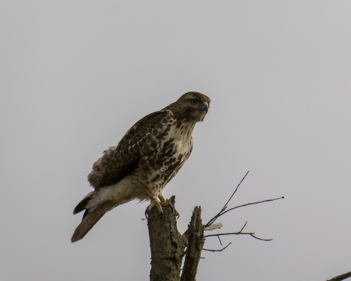Red-tailed Hawk - ML615514224