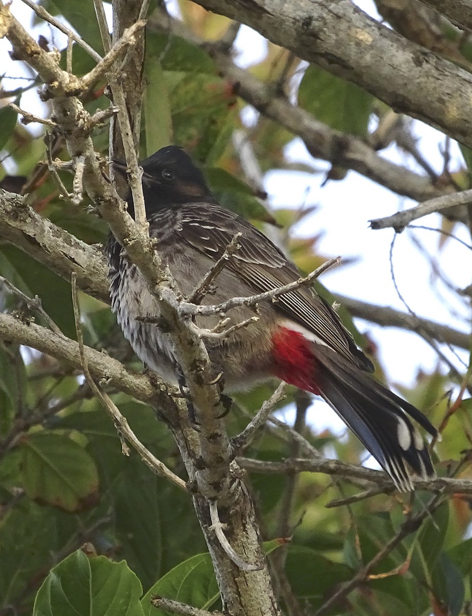Red-vented Bulbul - ML615514279