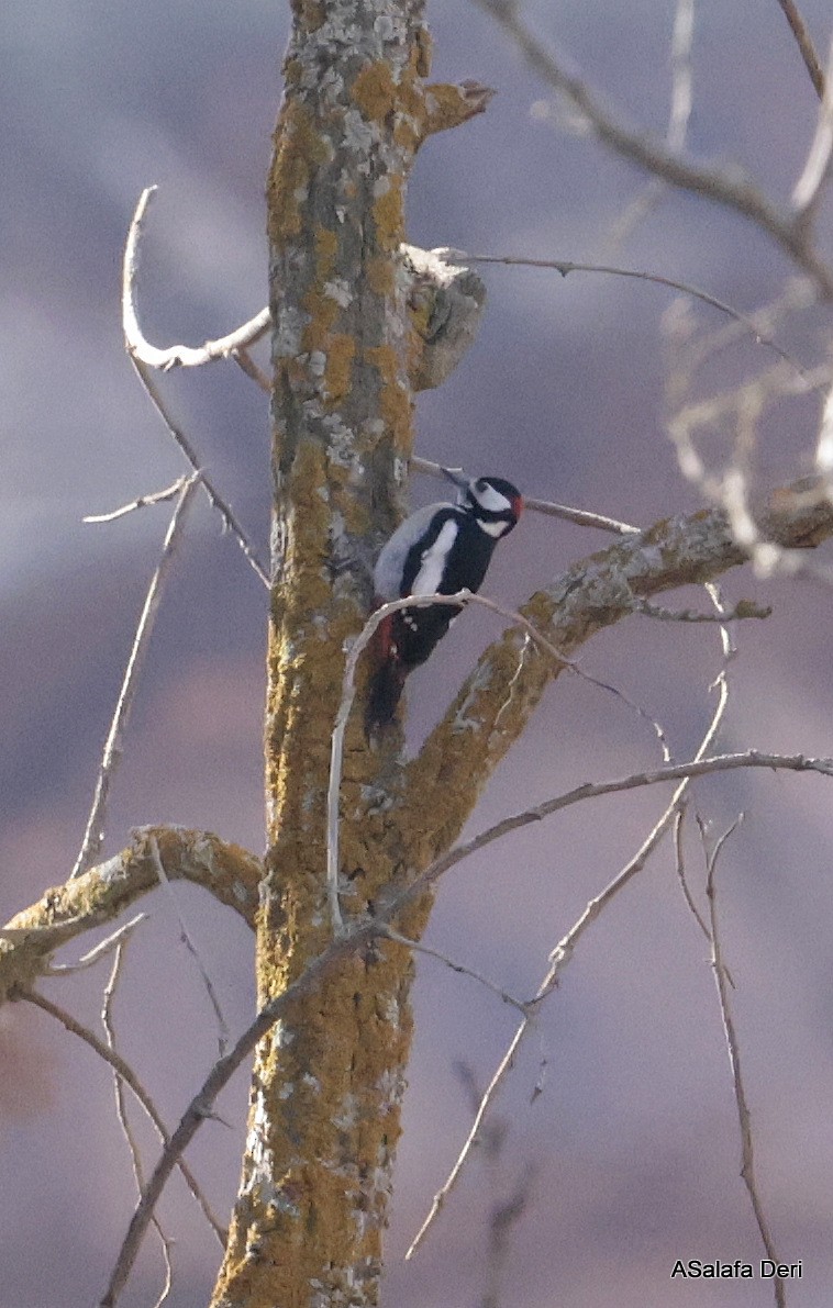 Great Spotted Woodpecker (Atlas) - ML615514414