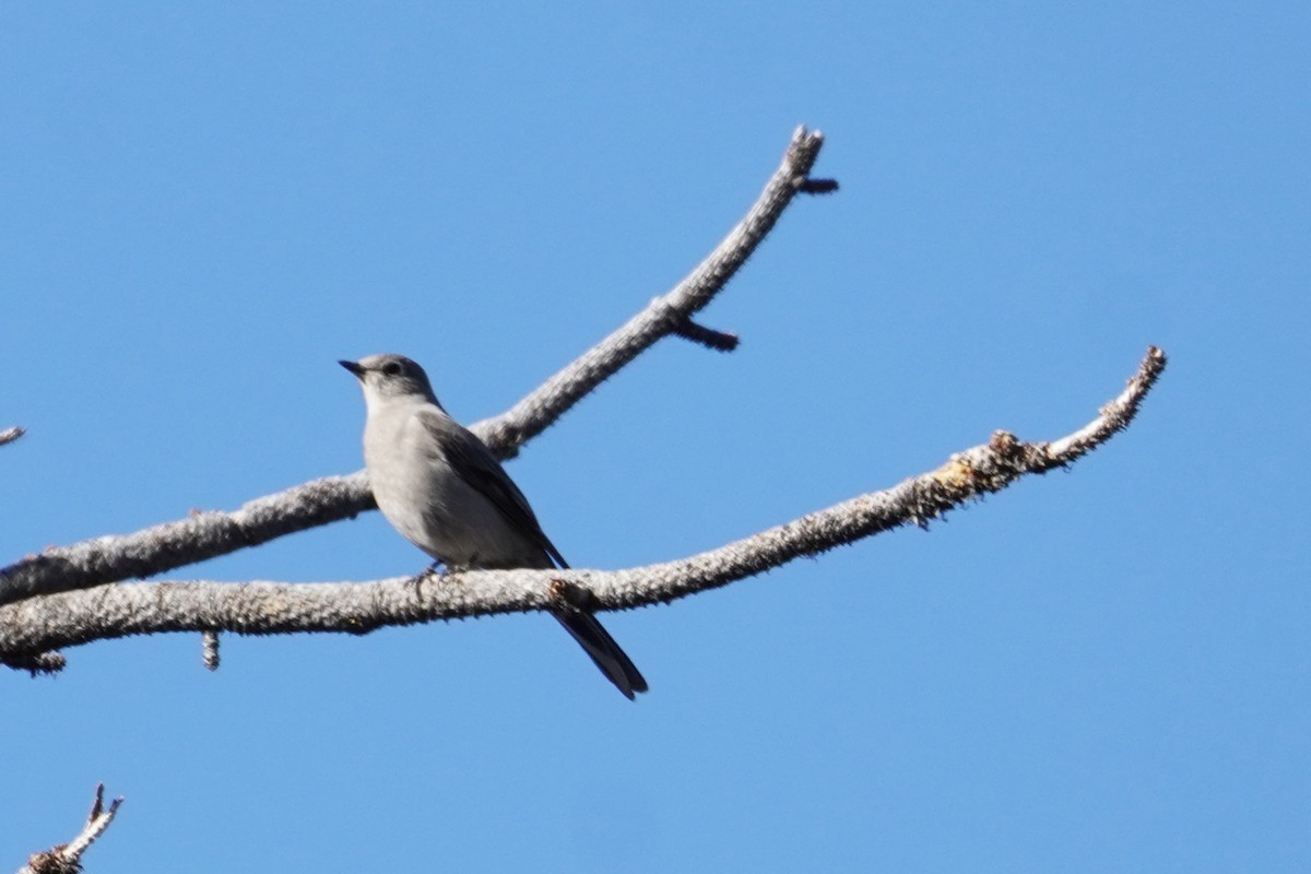 Townsend's Solitaire - ML615514444