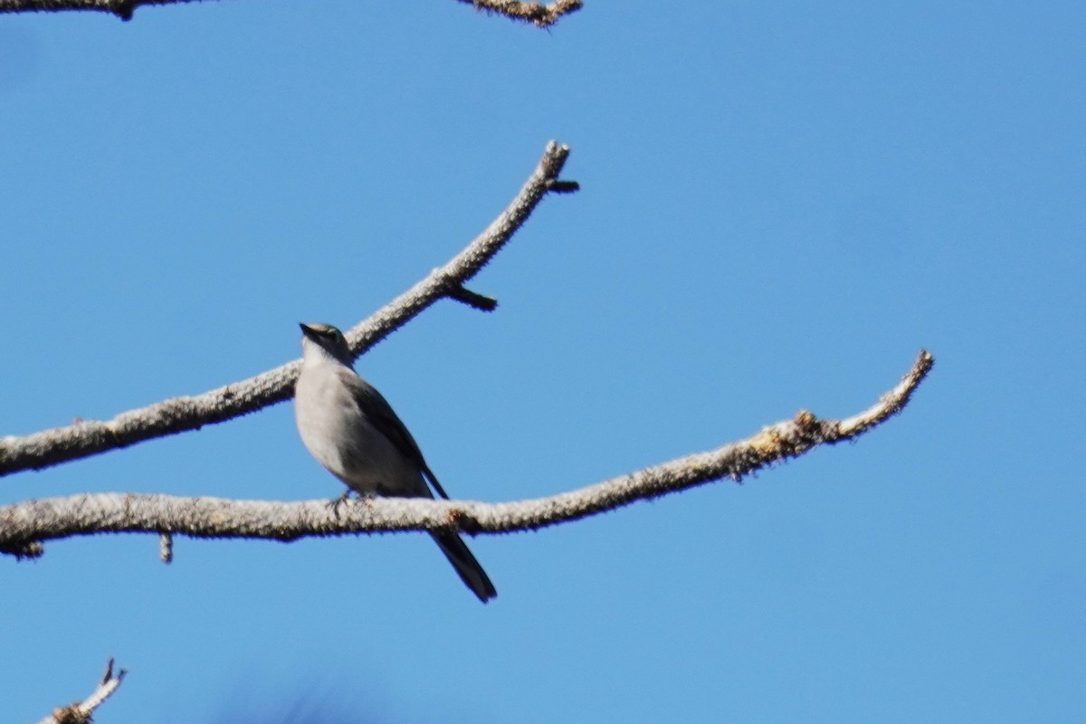 Townsend's Solitaire - Kristy Dhaliwal