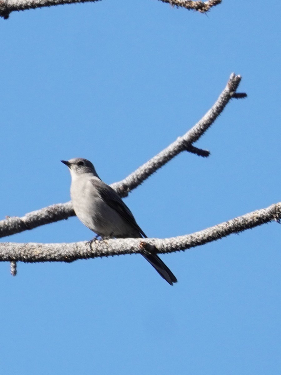 Townsend's Solitaire - ML615514446