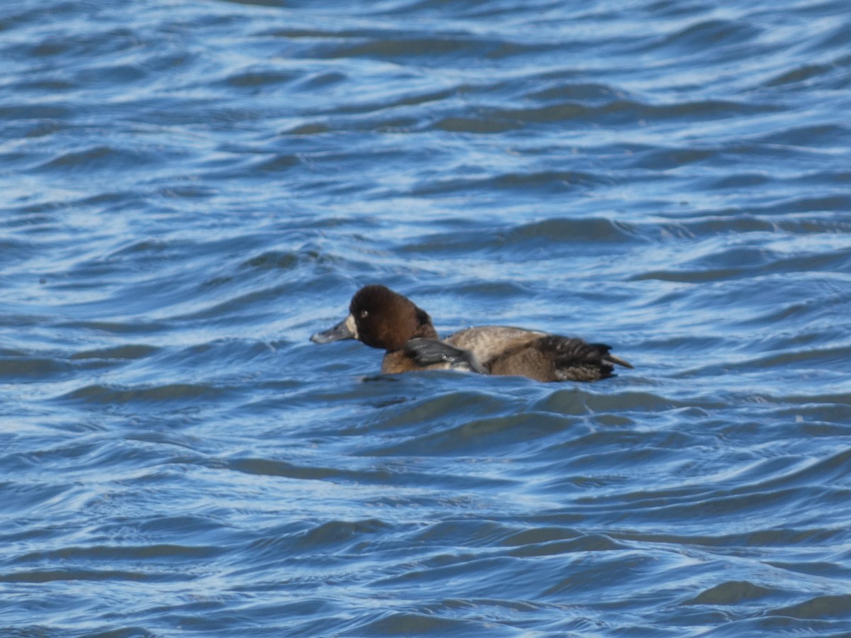 Greater Scaup - ML615514457