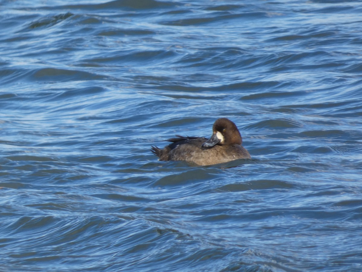 Greater Scaup - ML615514458