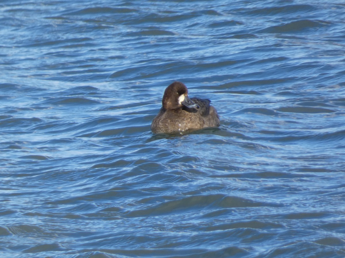 Greater Scaup - ML615514459