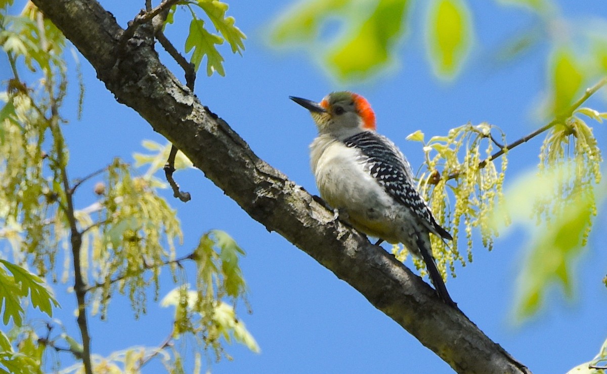 Red-bellied Woodpecker - ML615514475