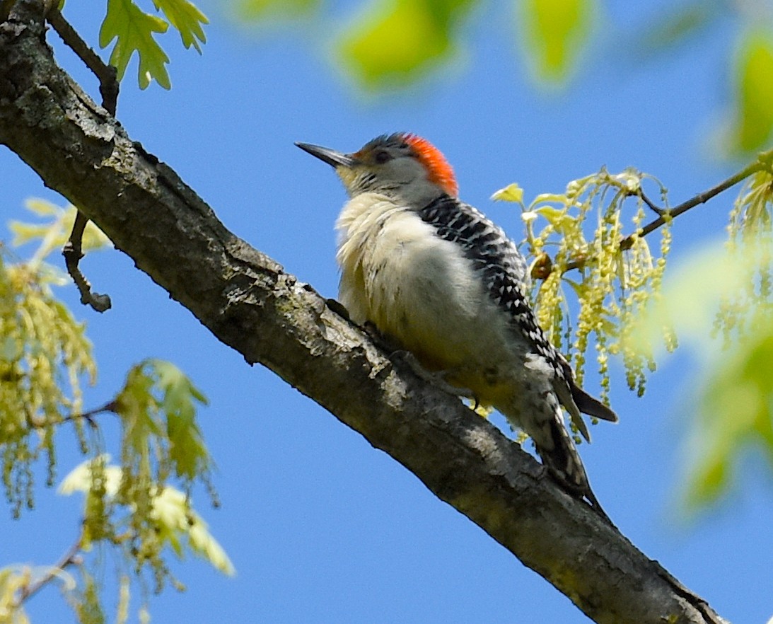 Red-bellied Woodpecker - ML615514476