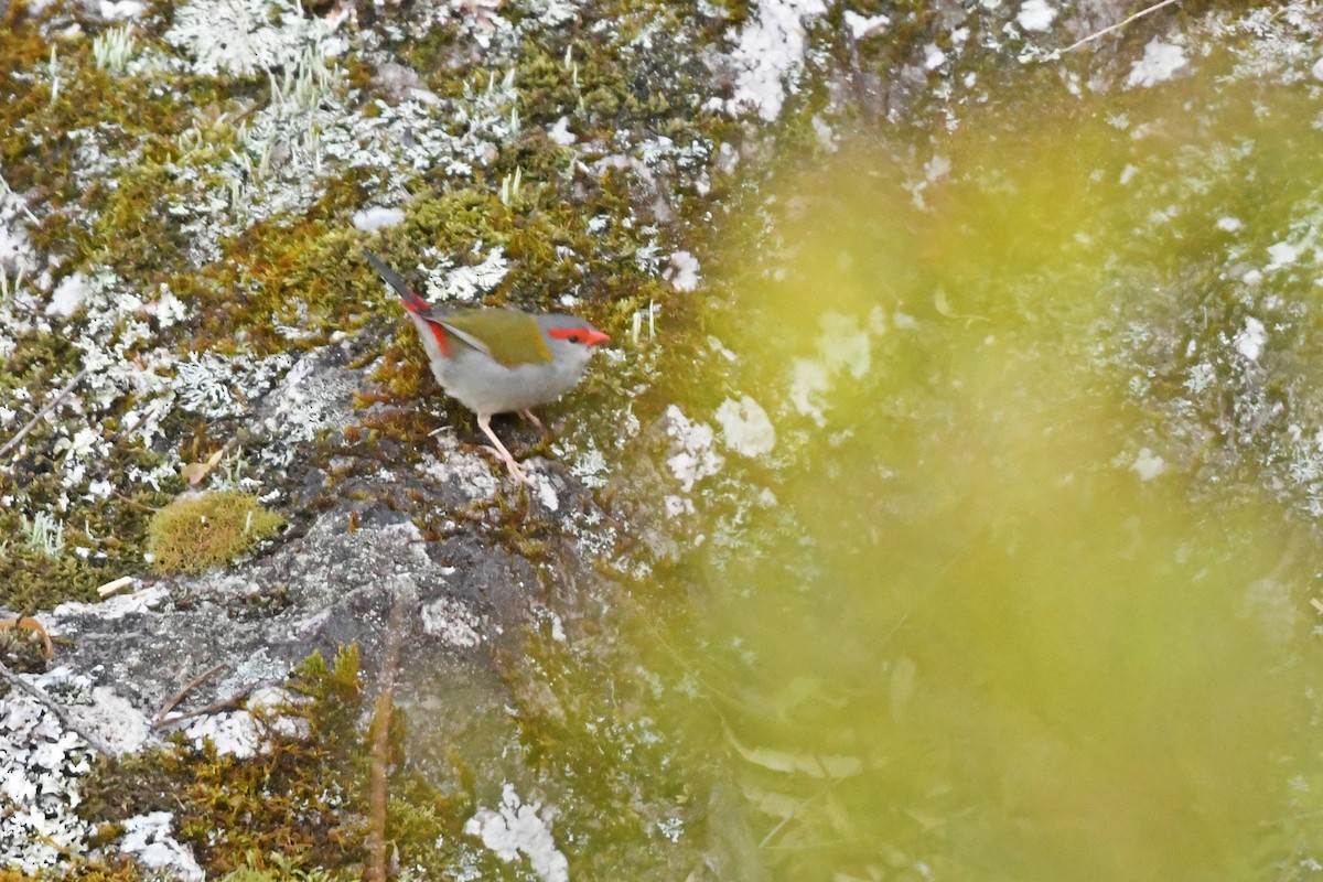 Red-browed Firetail - ML615514488