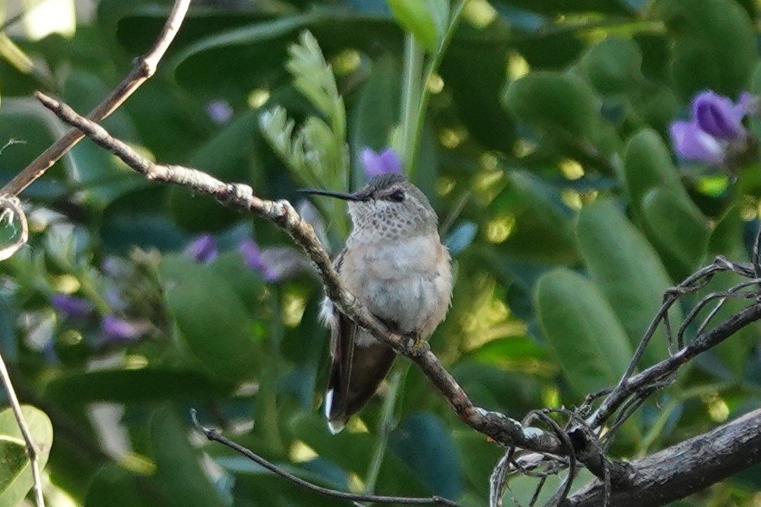 Broad-tailed Hummingbird - ML615514619