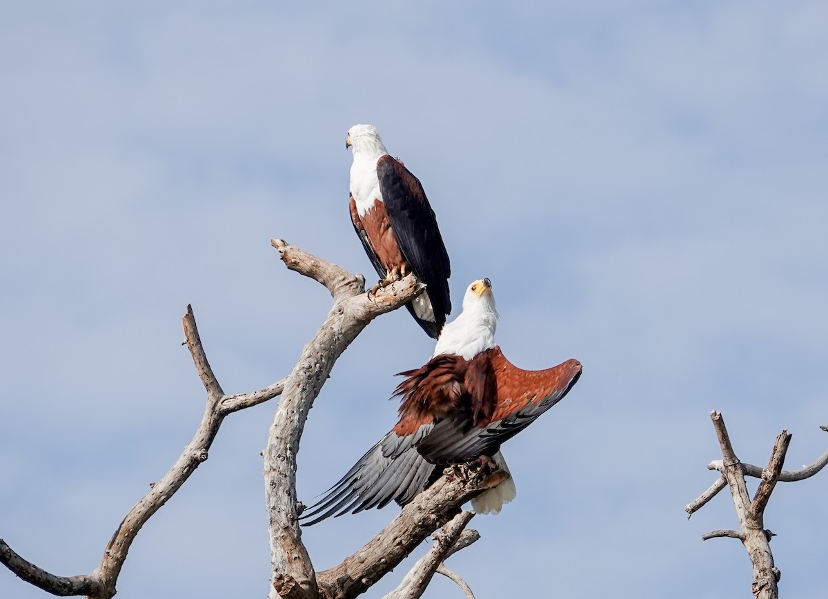 African Fish-Eagle - ML615514729