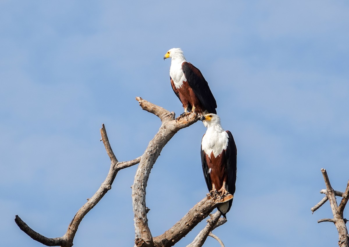 African Fish-Eagle - ML615514742
