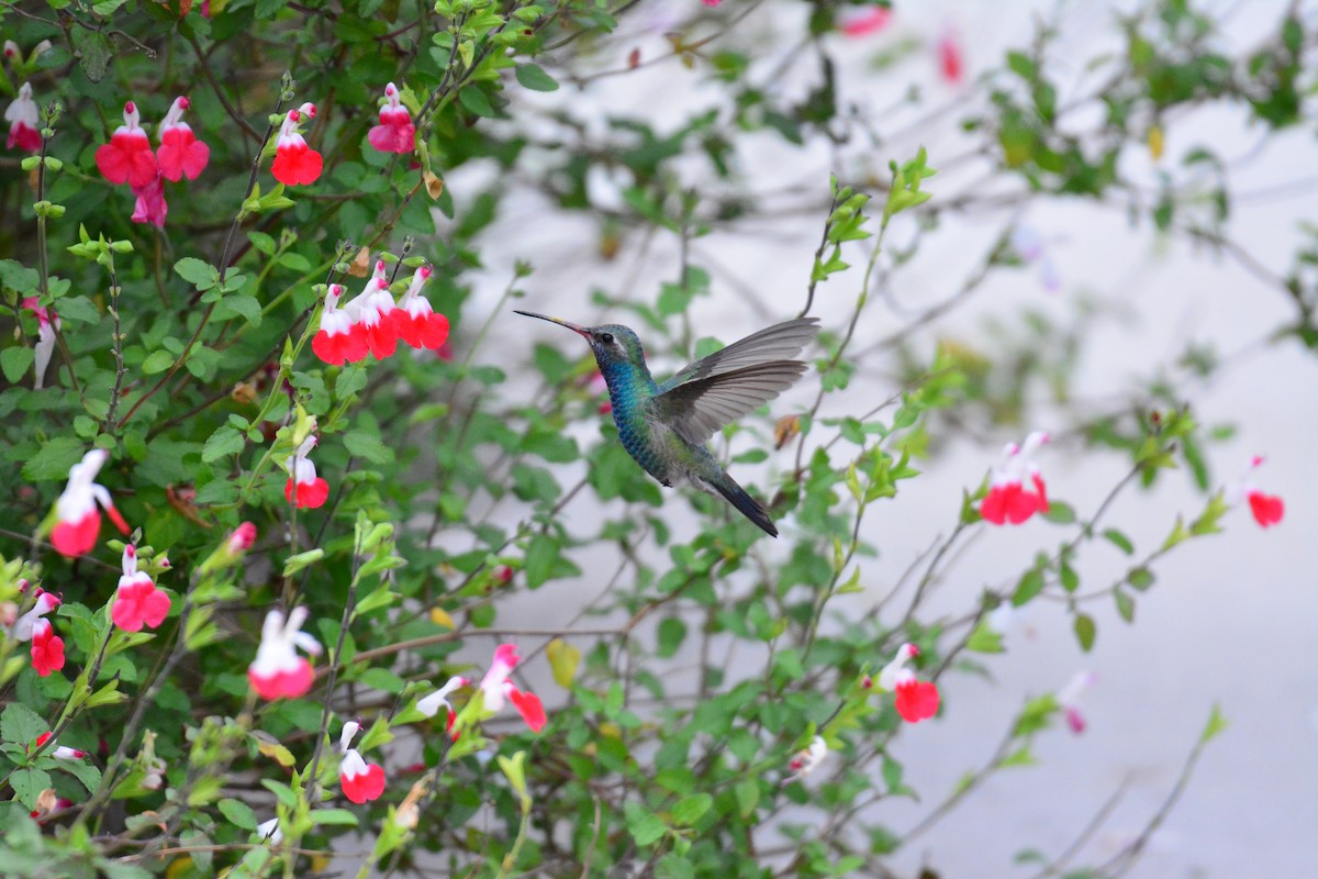 Broad-billed Hummingbird - a   v n