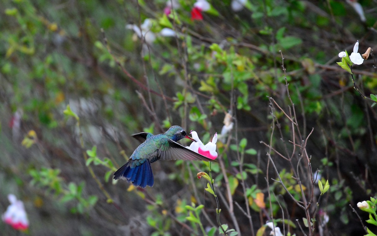 Broad-billed Hummingbird - a   v n