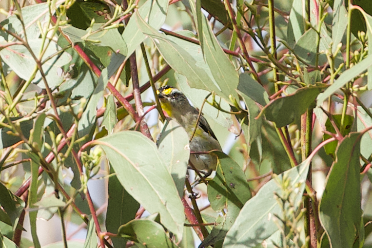 Striated Pardalote (Yellow-tipped) - ML615515088