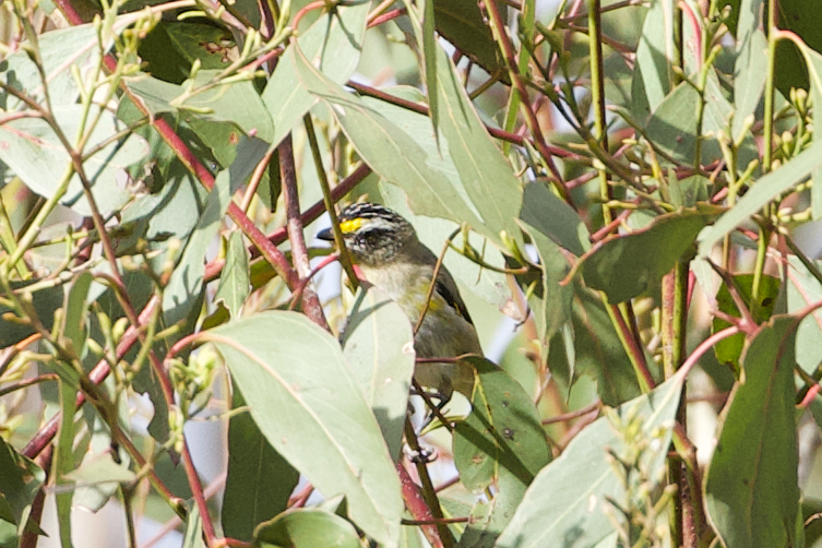 Striated Pardalote (Yellow-tipped) - ML615515090