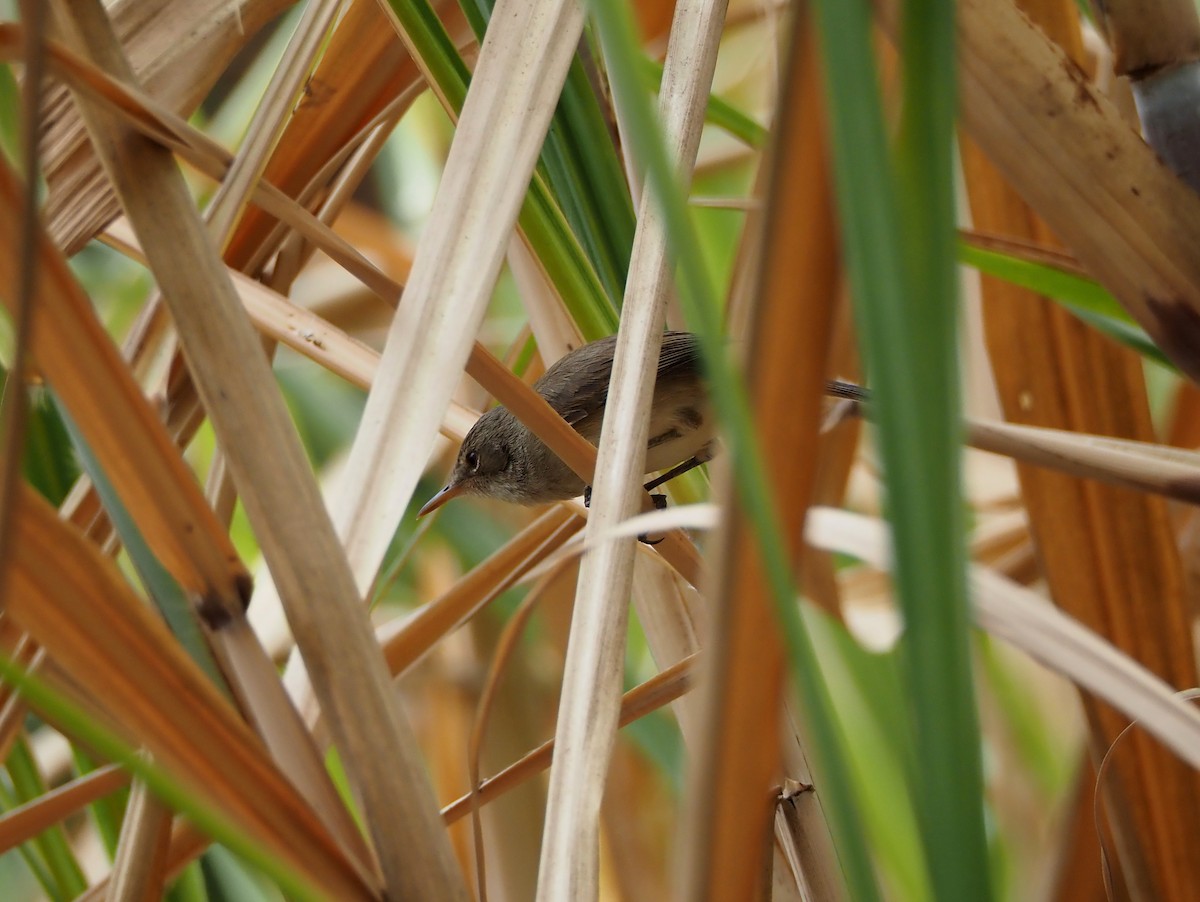 Cape Verde Swamp Warbler - ML615515351