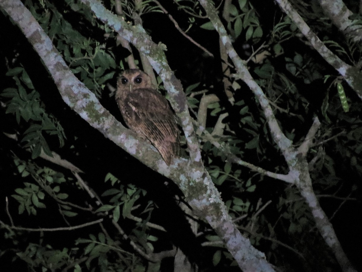 Long-tufted Screech-Owl - ML615515361