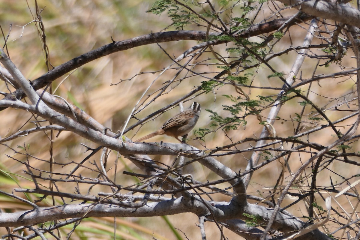 Stripe-headed Sparrow - ML615515427