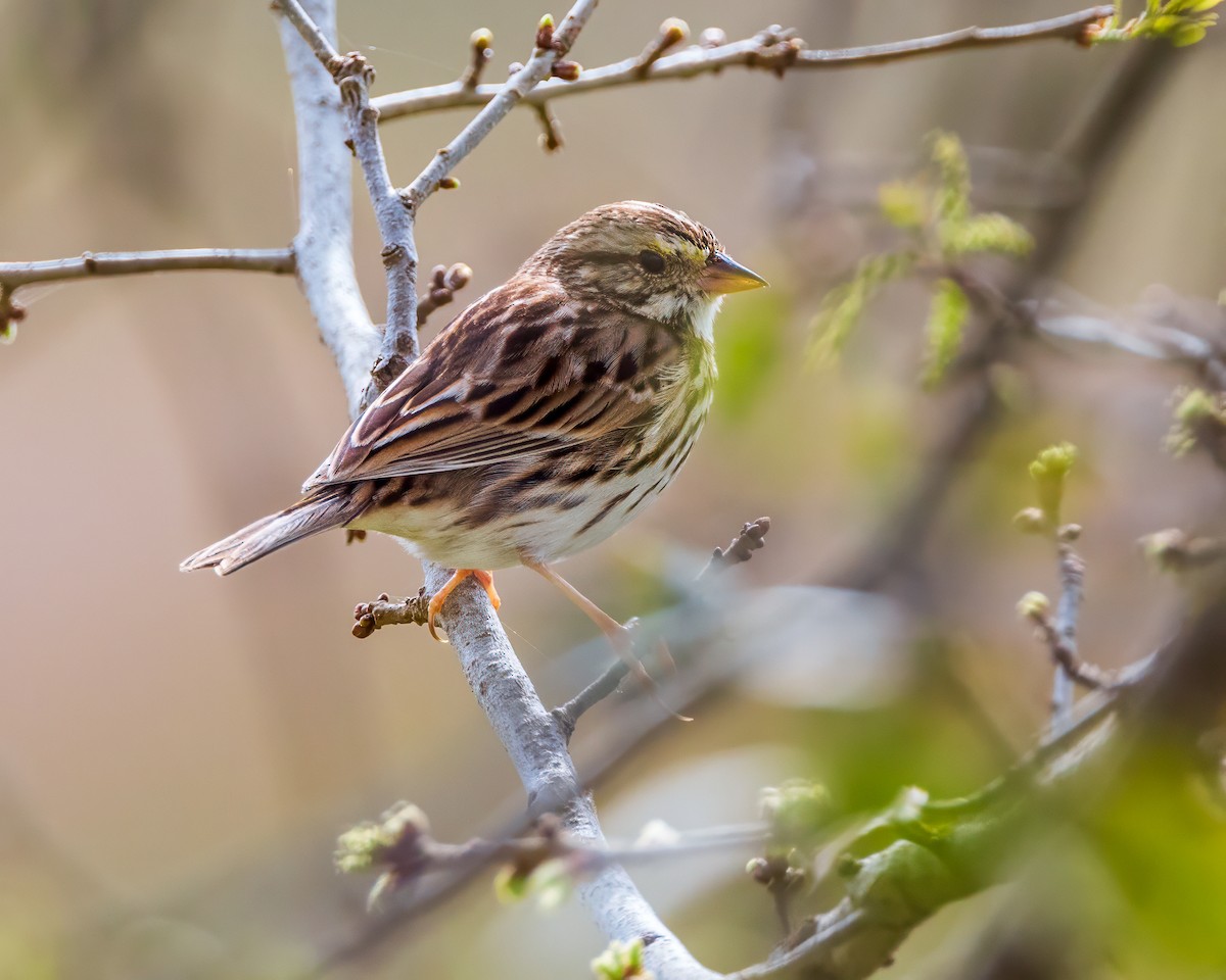 Savannah Sparrow - ML615515557