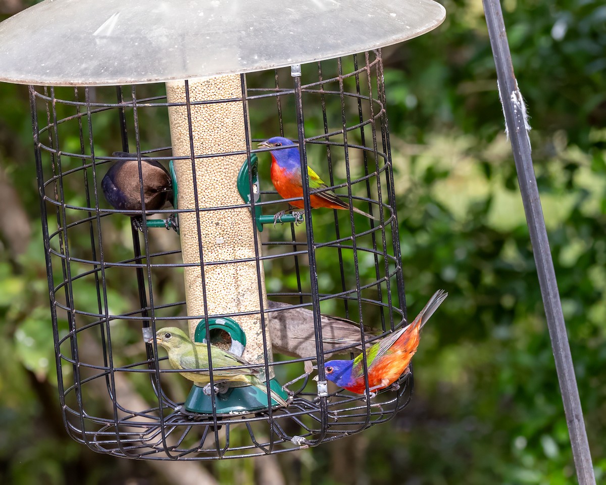 Painted Bunting - ML615515563