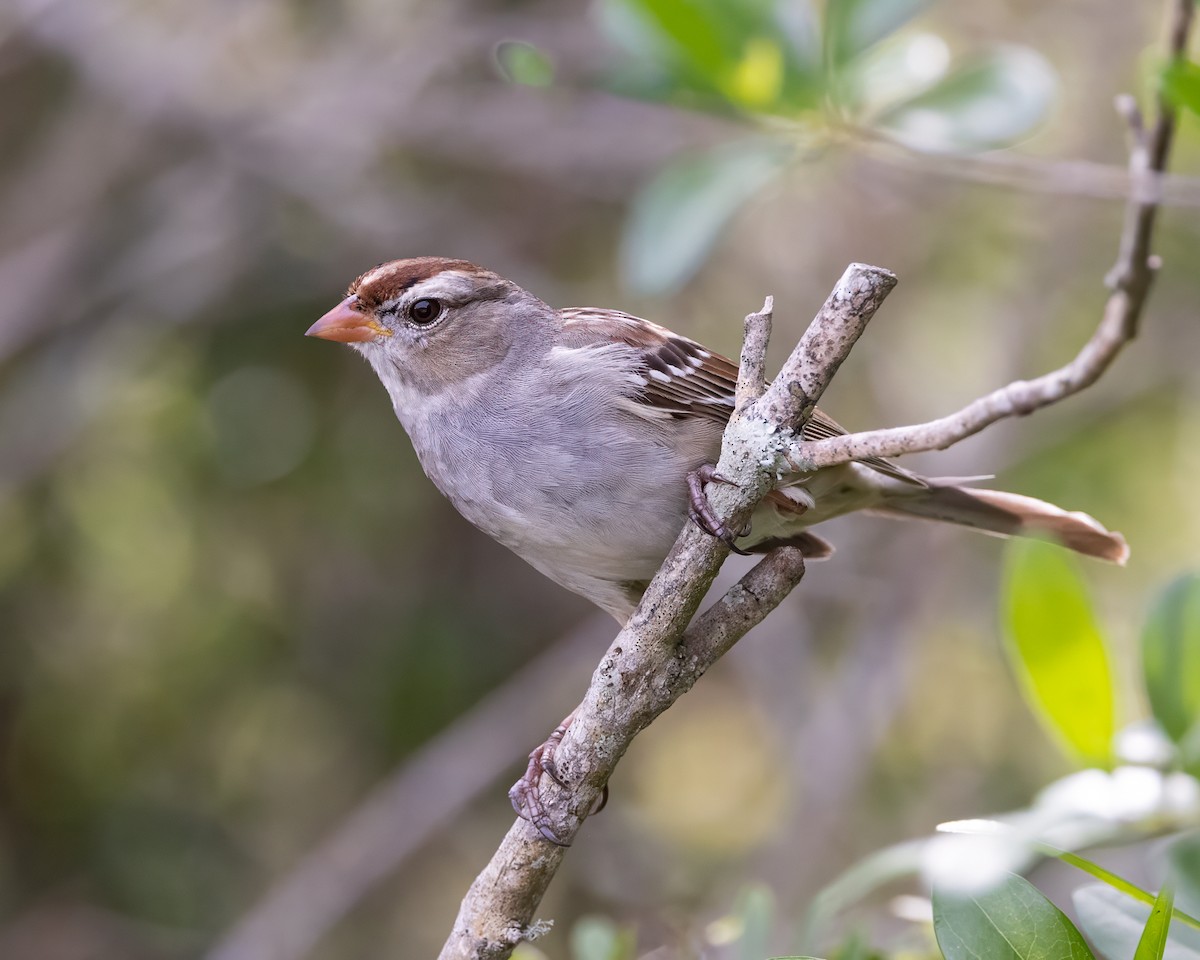 White-crowned Sparrow - ML615515579