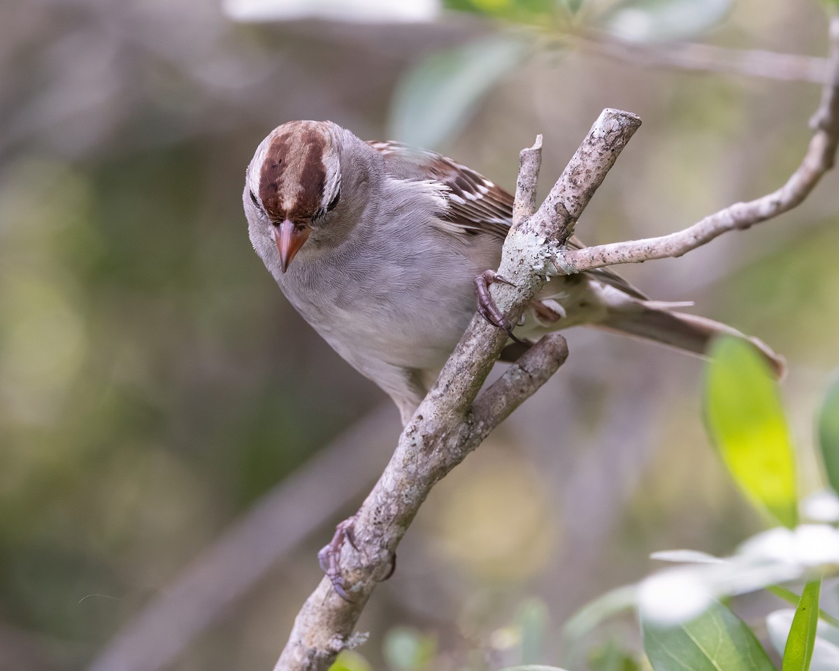 White-crowned Sparrow - ML615515580