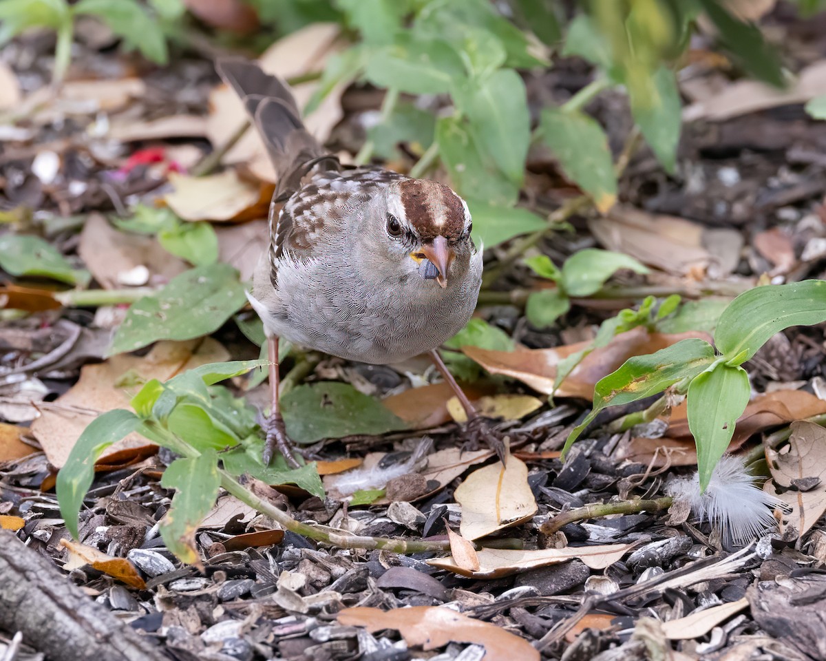 White-crowned Sparrow - ML615515581