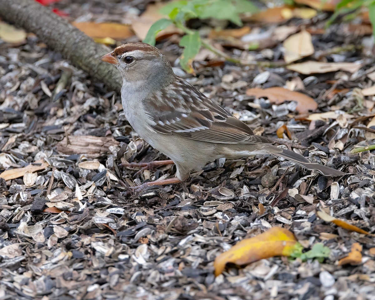 White-crowned Sparrow - ML615515582