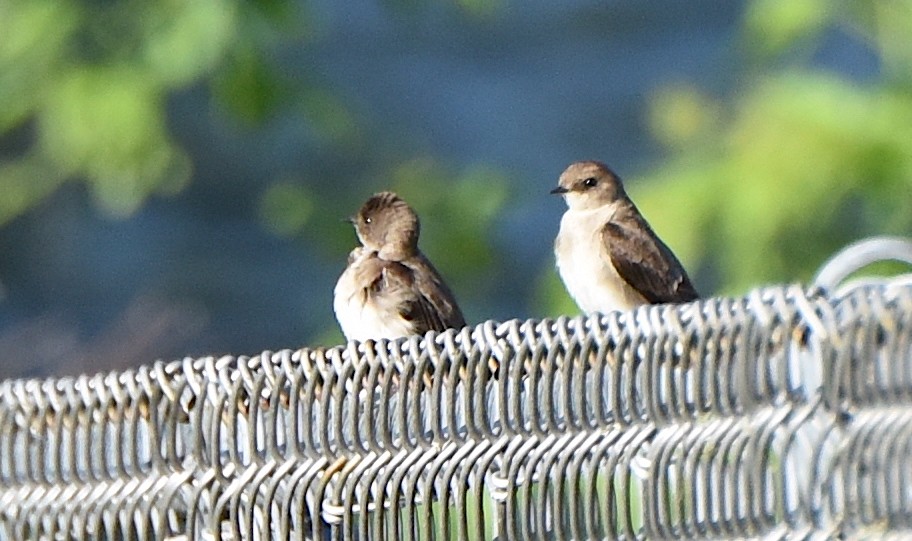 Northern Rough-winged Swallow - ML615515593