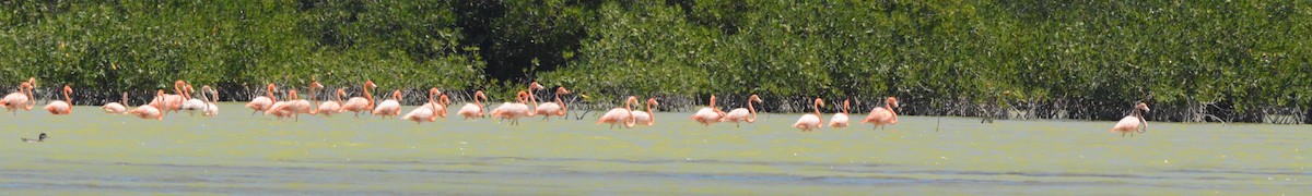 Amerika Flamingosu - ML615515605