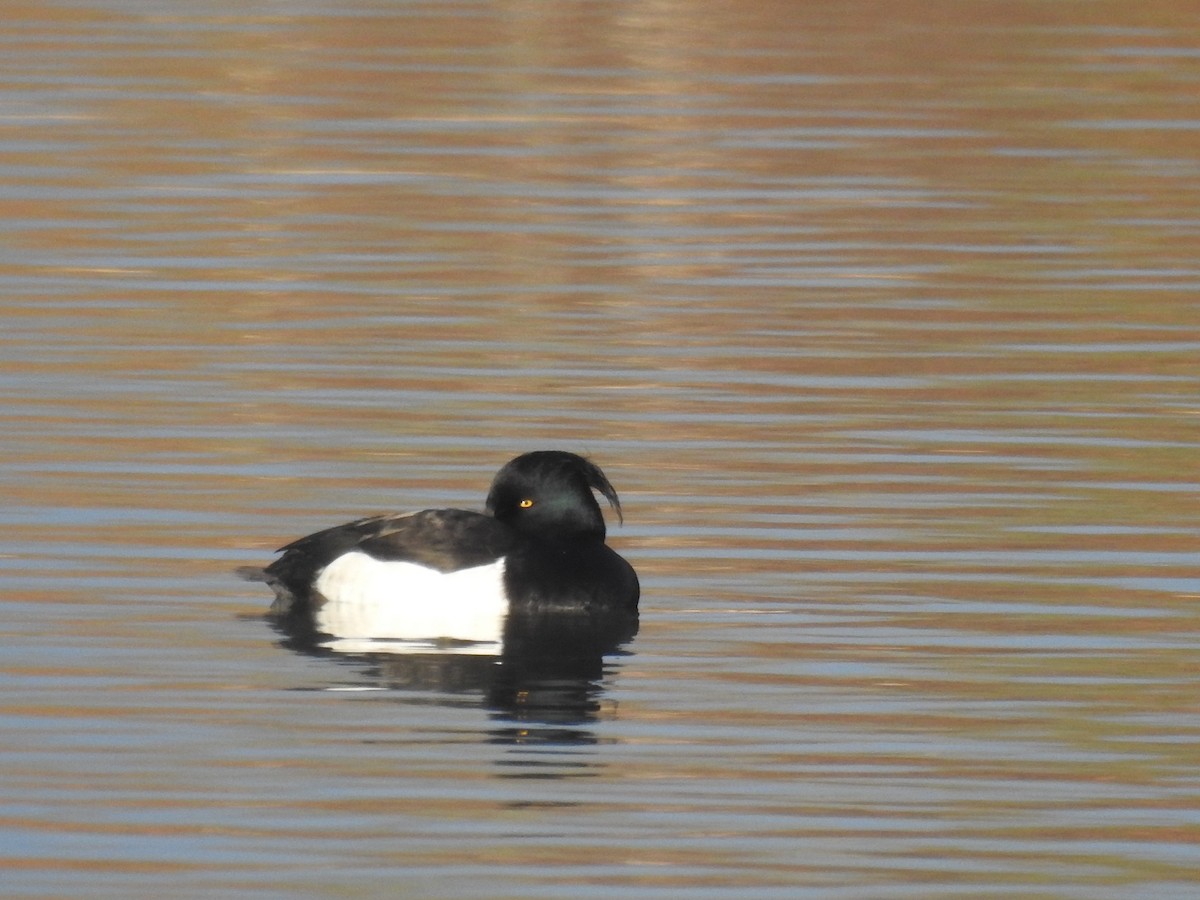 Tufted Duck - ML615515647