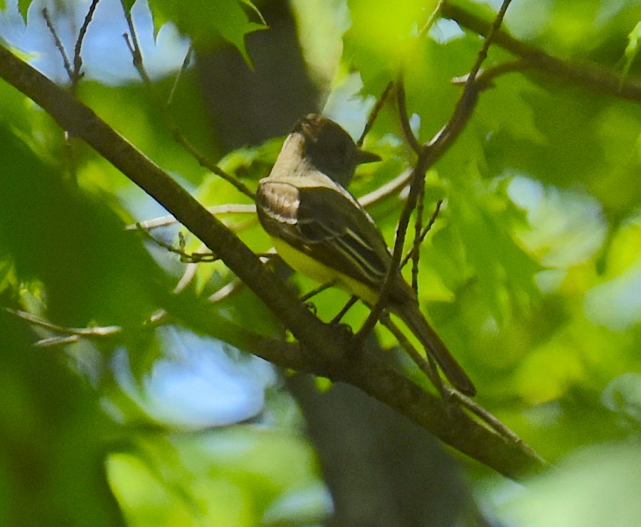 Great Crested Flycatcher - ML615515660