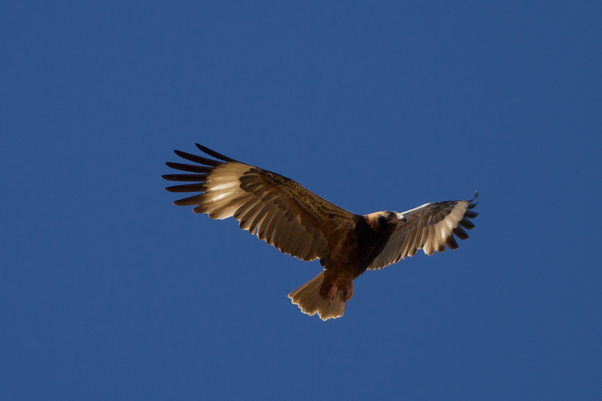 Black-breasted Kite - ML615515929