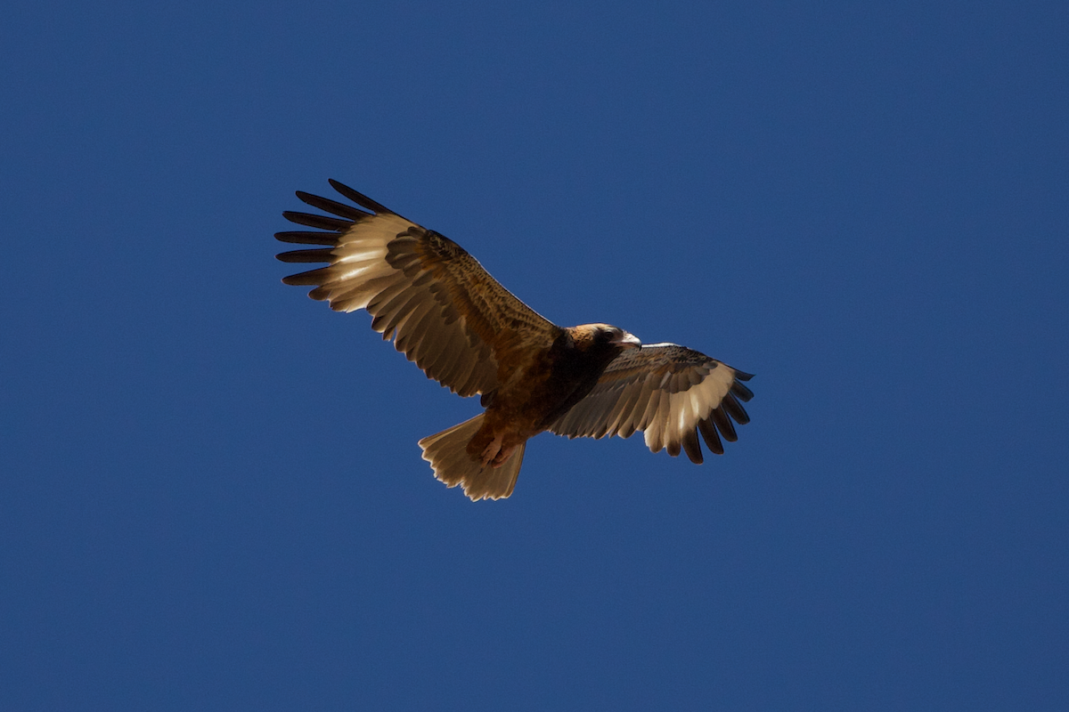 Black-breasted Kite - ML615515930