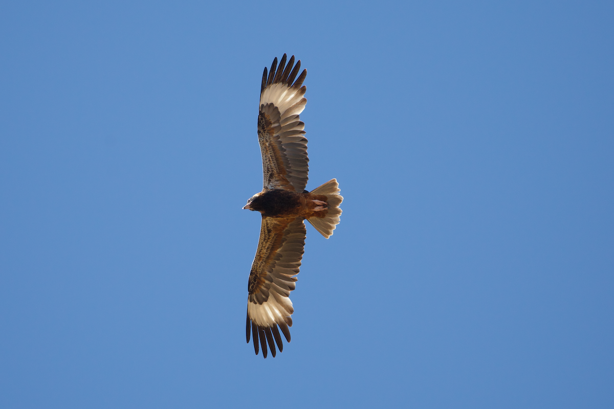 Black-breasted Kite - ML615515931
