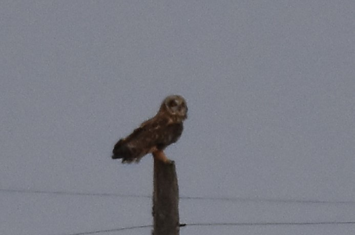 Short-eared Owl - ML615515973