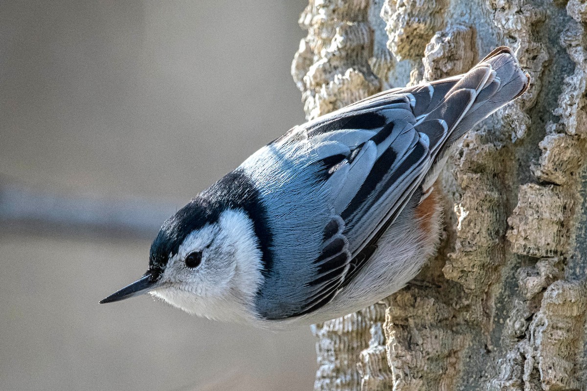 White-breasted Nuthatch - ML615516068