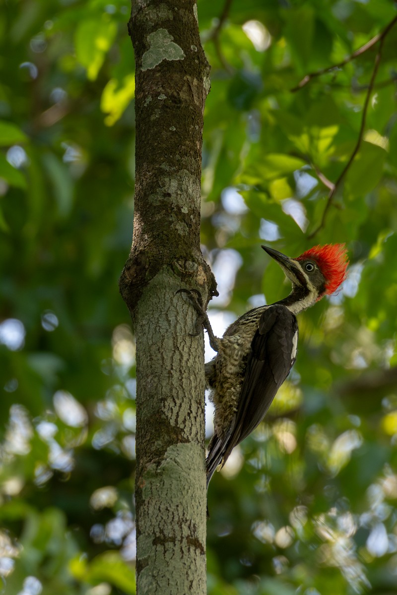 Lineated Woodpecker (Lineated) - Victor Castanho