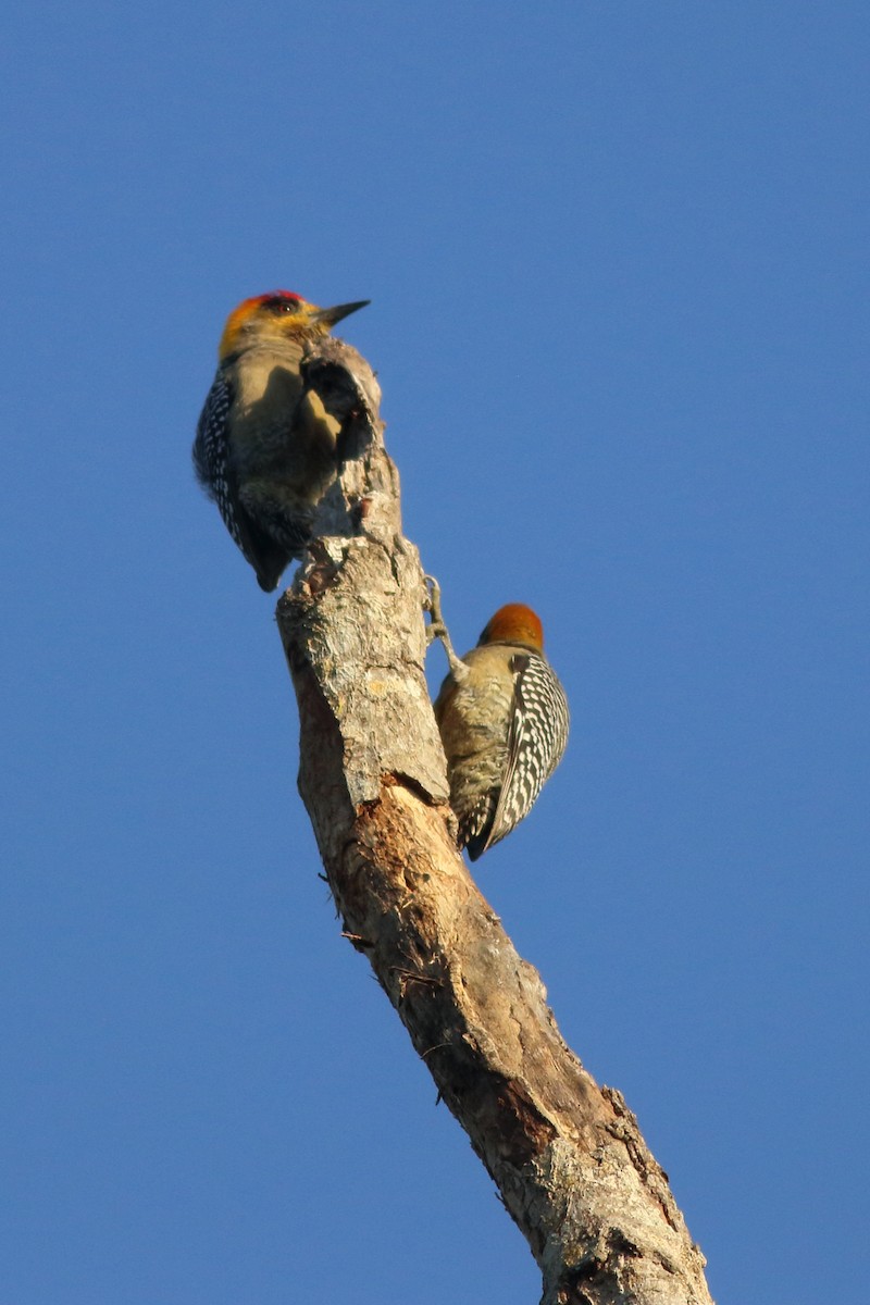Golden-cheeked Woodpecker - ML615516228