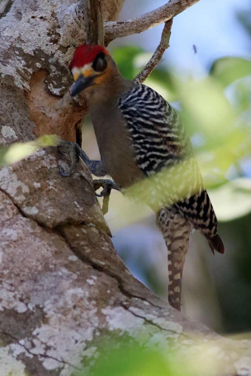 Golden-cheeked Woodpecker - ML615516229